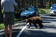 Yellowstone Grand Tour thumbnail 6
