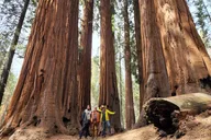Sequoia National Park Guided Hiking Tour thumbnail 2