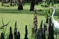 New Orleans Private Guided City Tour thumbnail 6