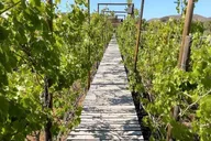 Baja Private Wine Tour thumbnail 4