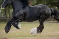 Ocala Gypsy Gold Horse Farm Tour thumbnail 1