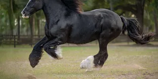 Ocala Gypsy Gold Horse Farm Tour