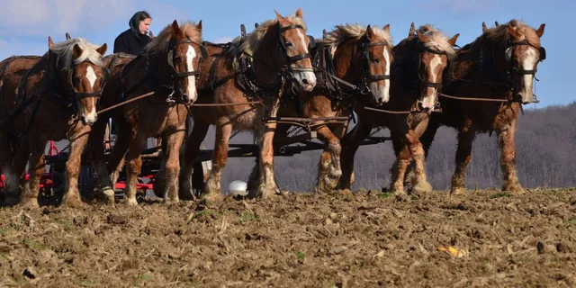 Lancaster Amish Country Farm and House Tour - Image 5
