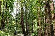 San Francisco Muir Woods and Sausalito Tour thumbnail 1