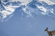 Seattle Olympic National Park Day Tour thumbnail 5