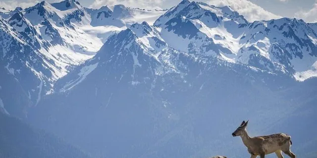 Seattle Olympic National Park Day Tour - Image 5