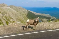 Denver Pikes Peak and Garden of the Gods Tour thumbnail 6