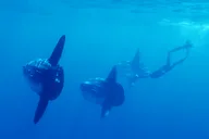 San Diego Shark Snorkel Adventure thumbnail 3