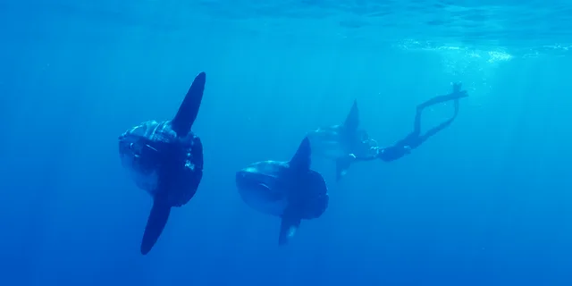 San Diego Shark Snorkel Adventure - Image 3