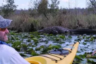 Orlando Alligator Kayak Experience thumbnail 4