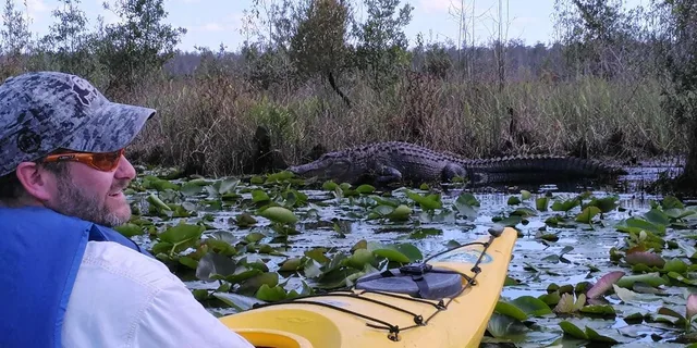 Orlando Alligator Kayak Experience - Image 4