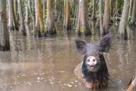 New Orleans Airboat Swamp Tour with Transportation thumbnail 5
