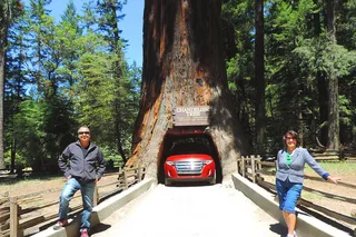 San Francisco Avenue of the Giants Redwoods Tour