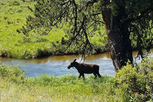 Denver Rocky Mountain National Park Tour - Image 2