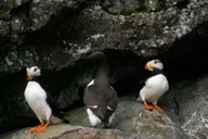 Seward Kenai Fjords National Park Cruise 8 hr thumbnail 5