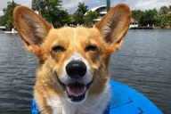 Fort Lauderdale Paddleboard Tour with Mr. Beaches thumbnail 5