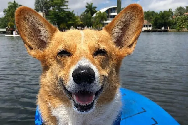 Fort Lauderdale Paddleboard Tour with Mr. Beaches - Image 5