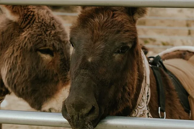 Southern California Brunch with Mini Rescue Burros - Image 3
