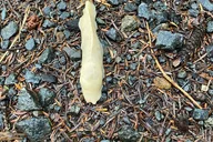Ketchikan Attractions Tour thumbnail 6
