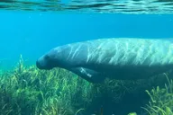 Silver Springs Clear Kayaking Wildlife Tour 2 hr thumbnail 1