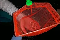 Cocoa Beach Bioluminescent Kayak Tour thumbnail 5