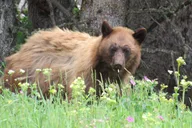 Jackson Wildlife Safari Full Day thumbnail 2