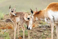 Yellowstone Wildlife Day Adventure thumbnail 2