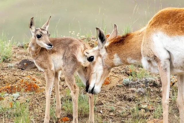 Yellowstone Wildlife Day Adventure - Image 2