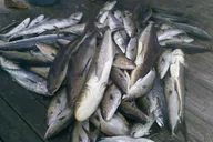 Riviera Beach Deep-Sea Fishing Half-Day thumbnail 6