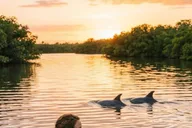 Silver Springs Clear Kayak or Paddleboard Tour thumbnail 1