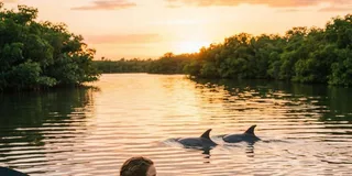 Silver Springs Clear Kayak or Paddleboard Tour