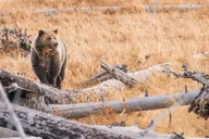 Yellowstone Old Faithful and Wildlife Tour thumbnail 2