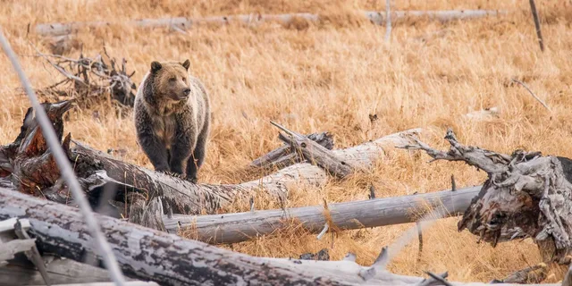 Yellowstone Old Faithful and Wildlife Tour - Image 2