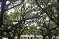 New Orleans Plantation Tour: Oak Alley & Laura thumbnail 5