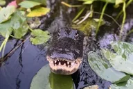 Miami Everglades Airboat Ride 90 Min thumbnail 3