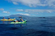 Maui Kayak and Whale Watching Tour 3 hr thumbnail 5