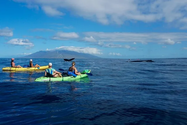 Maui Kayak and Whale Watching Tour 3 hr - Image 5