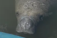 Tampa Kayak Tour at EG Simmons Park thumbnail 3