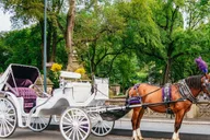 New York City Central Park Horse Carriage Ride thumbnail 5