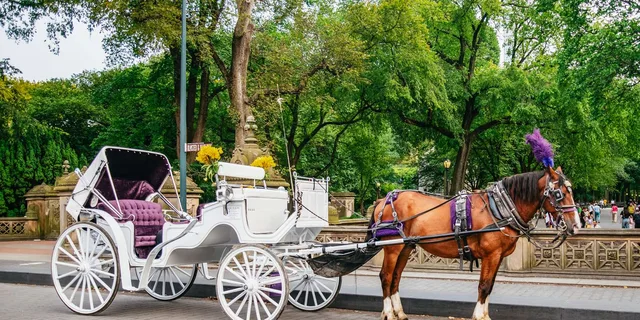 New York City Central Park Horse Carriage Ride - Image 5