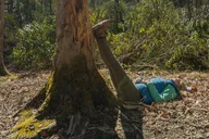 Asheville Forest Bathing Nature Walk thumbnail 4