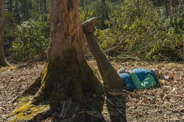Asheville Forest Bathing Nature Walk - Image 4
