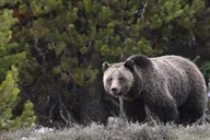 Jackson Hole Private Sunrise Tour thumbnail 2