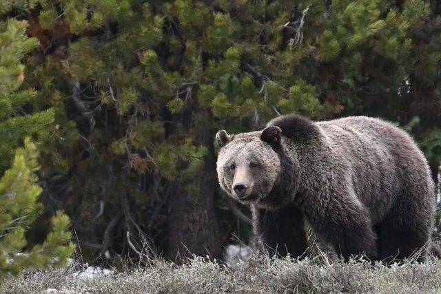 Jackson Hole Private Sunrise Tour - Image 2