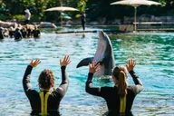 Orlando Discovery Cove Admission & Parks thumbnail 2