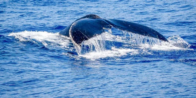 Kailua-Kona Whale Watching Cruise - Image 4