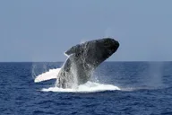 Big Island Marine Wildlife Excursion thumbnail 5
