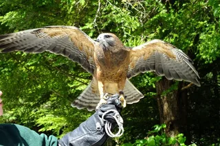 Sitka Scenic Tour