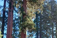 Los Angeles Yosemite and Sequoia National Parks 2-Day Trip thumbnail 5