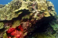 Maui Beach Snorkel Tour 1.5 hr thumbnail 2